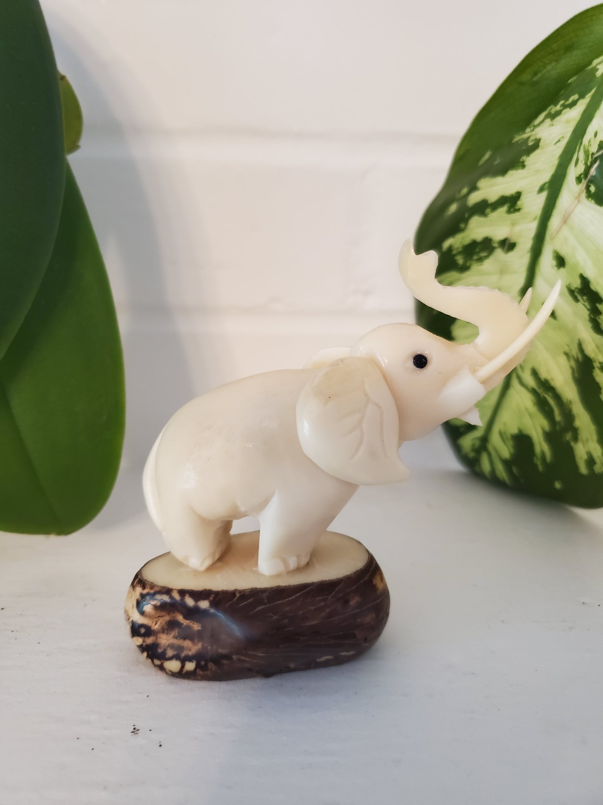 Trumpeting Elephant Carving | Tagua Nut from Equador – Welljourn