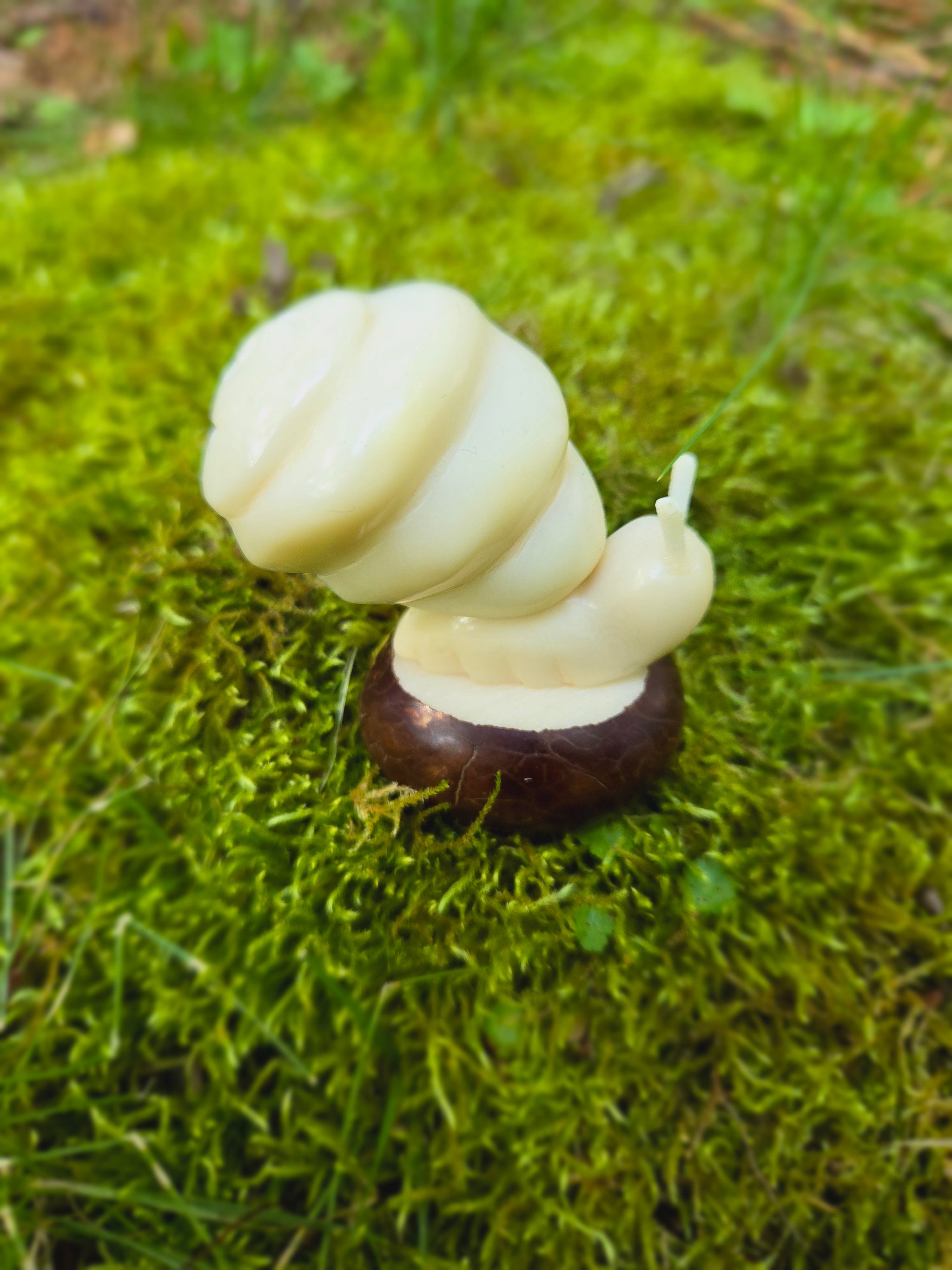 Snail Tagua Nut Carving – Welljourn